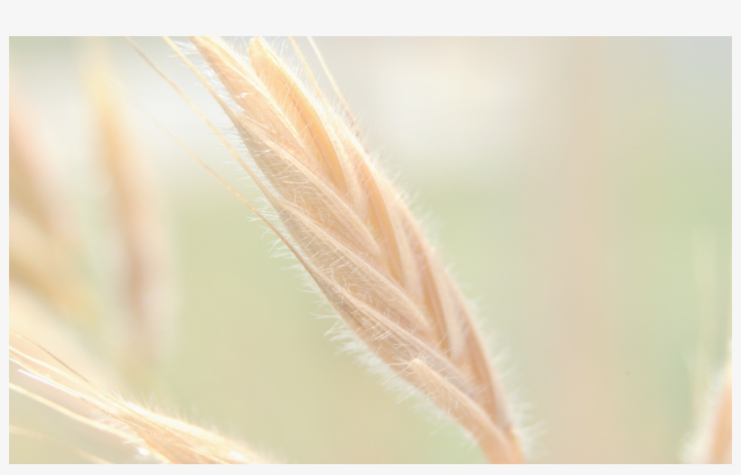 Close-up, transparent png download