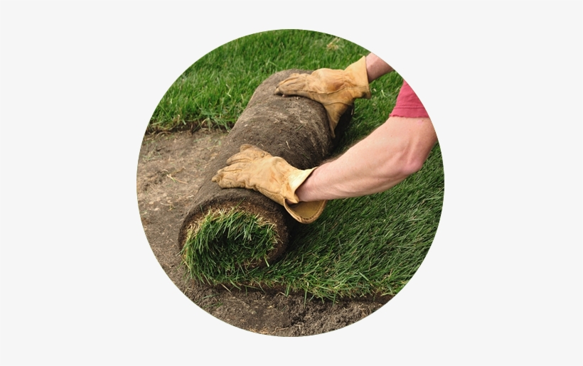 Sod - Grass Sod, transparent png download