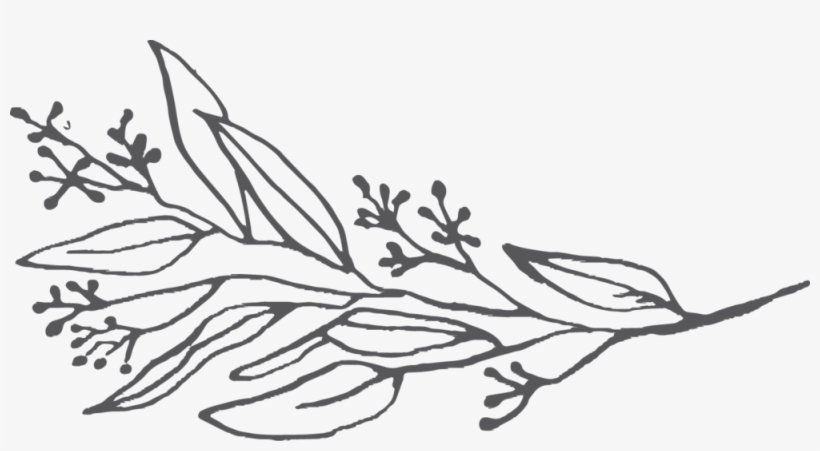 Eucalyptus - Line Art, transparent png download