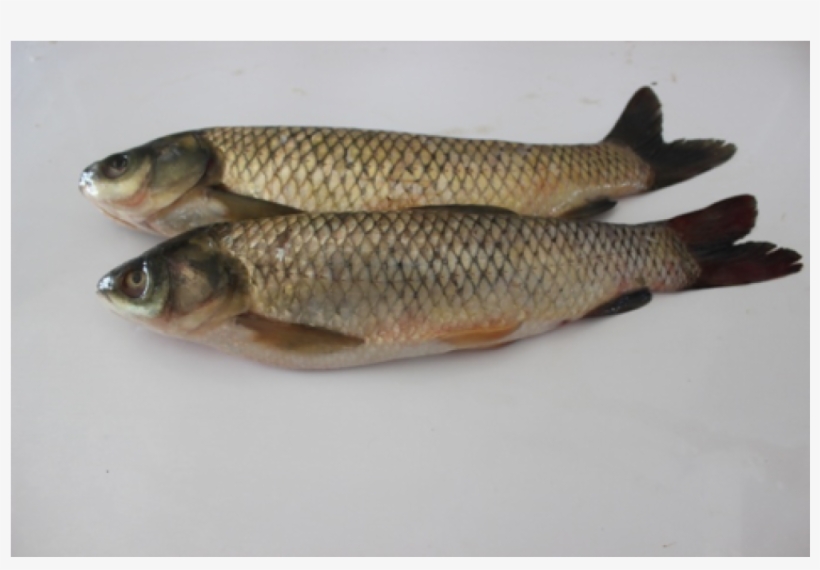 Grash Karp - Meat, transparent png download