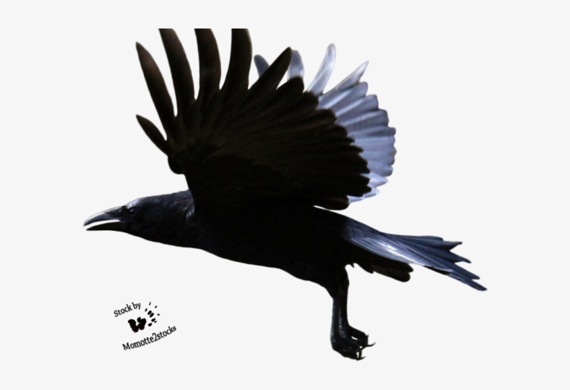 Flying Crow Png - Flying Raven Crow, transparent png download