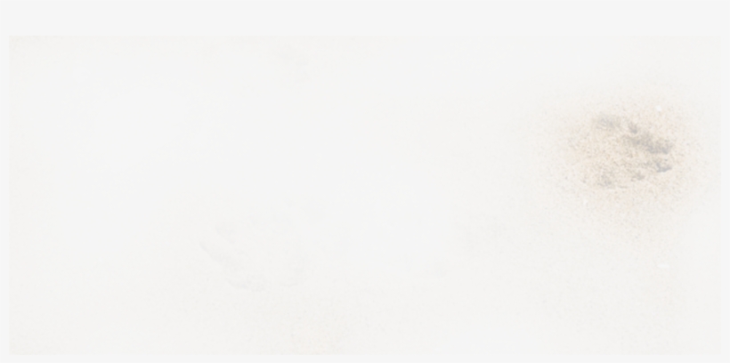 Plate, transparent png download