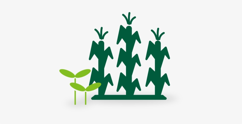 Federal Crop - Farm Crop Png, transparent png download