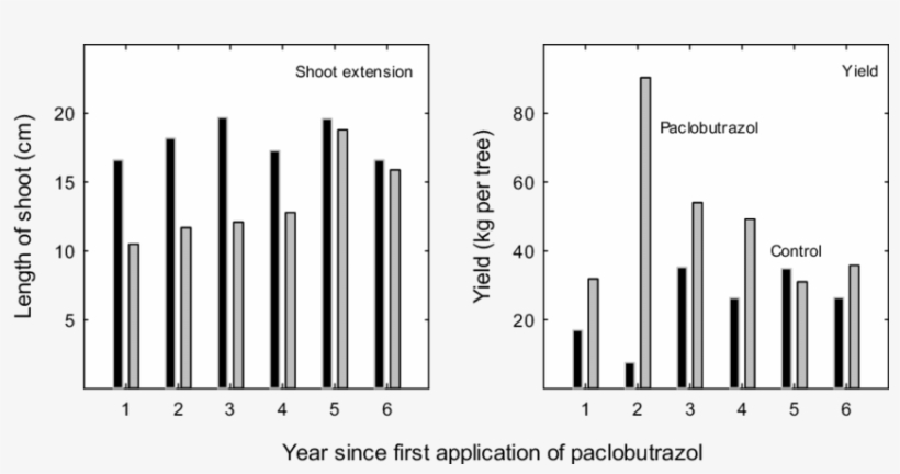 Effect Of Paclobutrazol On The Performance Of 'alphonso' - City, transparent png download