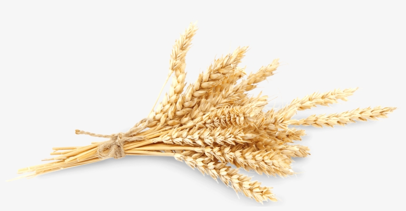 Wheat Wheat - Wheat, transparent png download