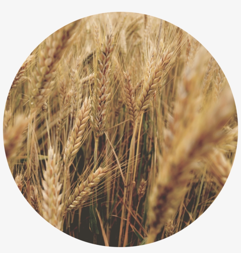 Animals - Wheat, transparent png download