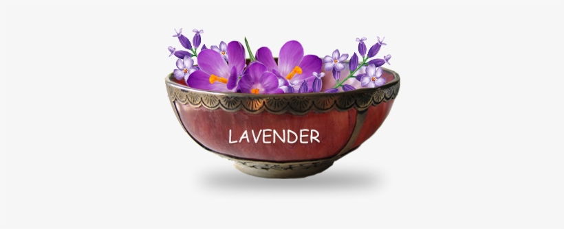 Goayur-lavender - Pre Order, transparent png download