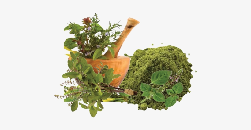 Tulsi Powder - Herbal And Homeopathic Clinic, transparent png download