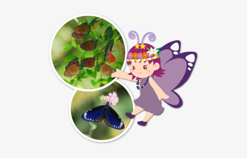 茂林雙年賞蝶季 - Maolin Butterfly Trail, transparent png download