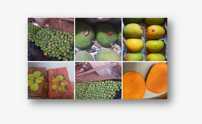 Sushaadi @sushaadiimpex - Seedless Fruit, transparent png download
