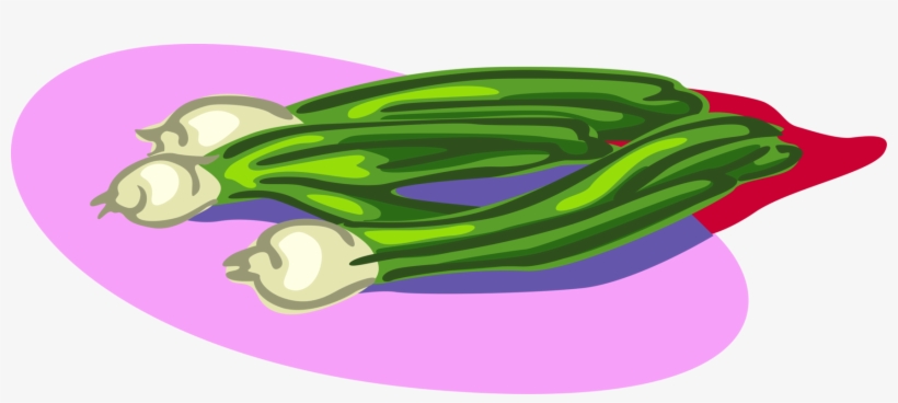 Vector Illustration Of Scallion Onion Shallot Vegetable - Onion, transparent png download