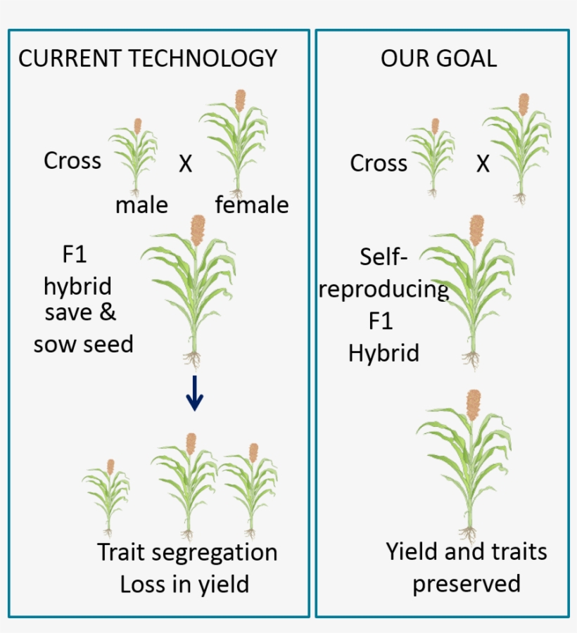 Engineering Apomixis Into Crop Species May Enable The - Hybrid Vigour, transparent png download