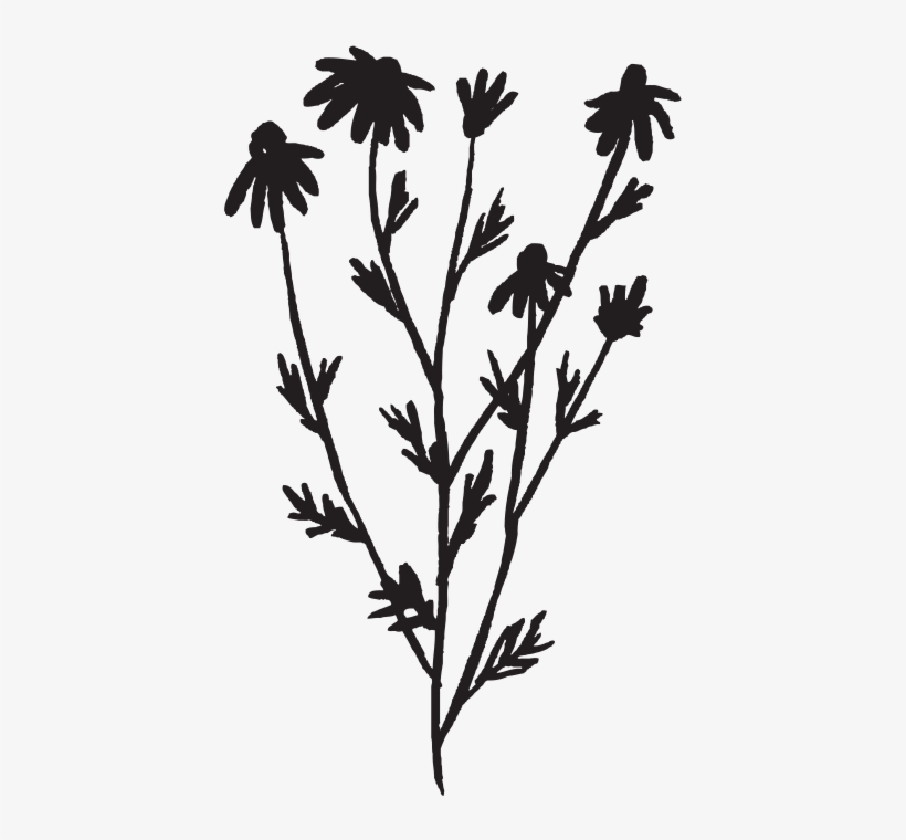 Tulsi - Oxeye Daisy, transparent png download