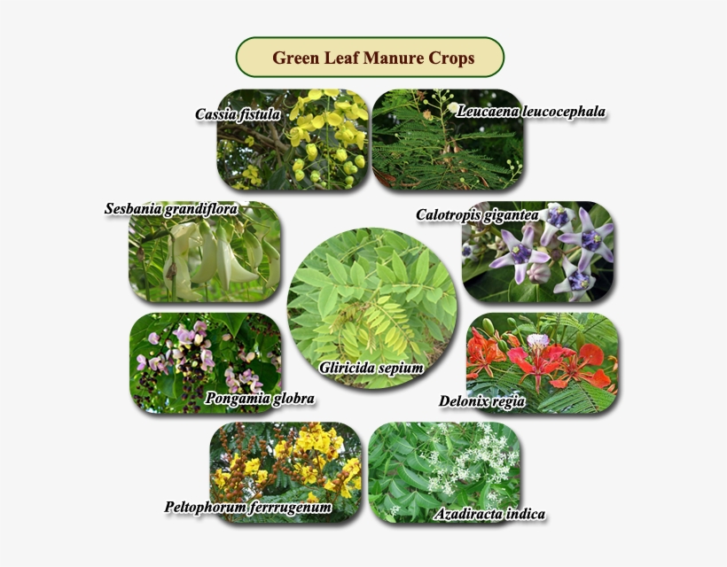 Greenleafmanure - Green Leaf Manures, transparent png download