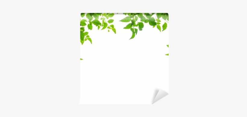 Tree, transparent png download