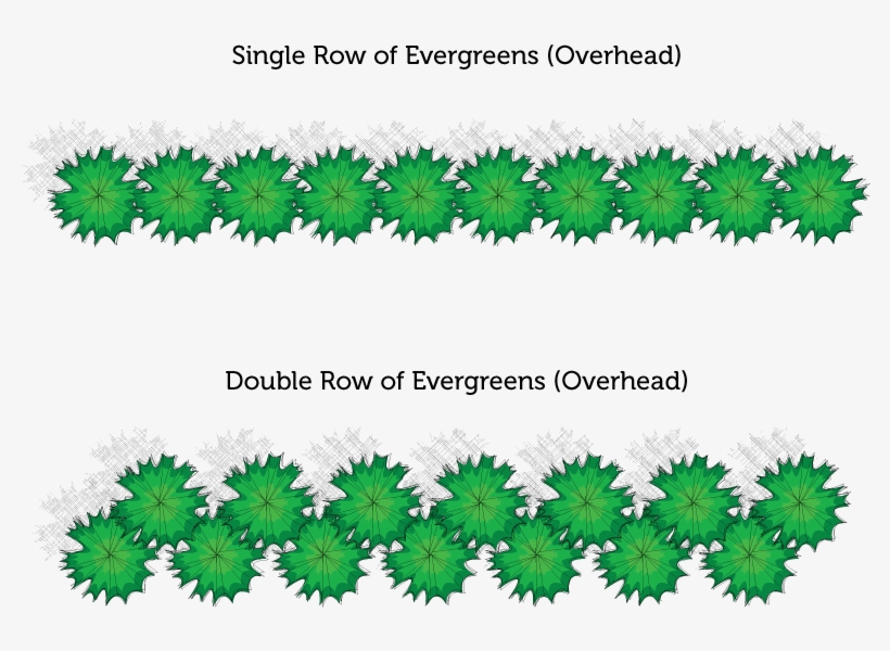 Privacy Screen Spacing - Double Staggered Row Hedge, transparent png download