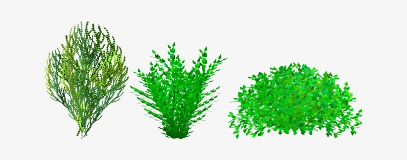 Taking Cuttings From Shrubs And Transplanting Them - Bush Clipart, transparent png download