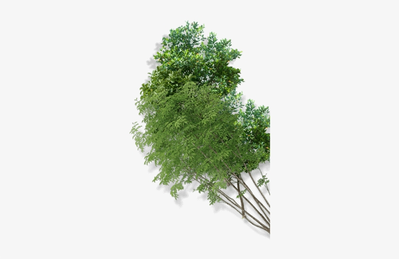 Dekkanet Al Falamanki Is A Convenient Agro-retail Boutique - Pond Pine, transparent png download