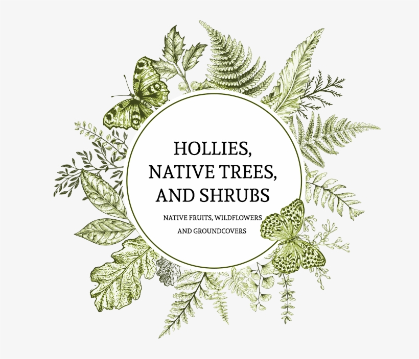 Butterfly Frame Vectors, transparent png download