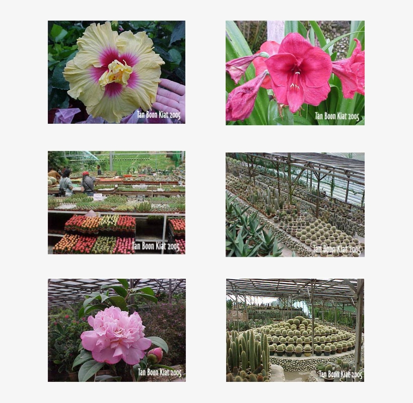 As You Ascended To The Top, You Could Catch A Fabulous - Common Peony, transparent png download