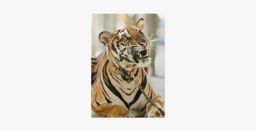 Siberian Tiger, transparent png download
