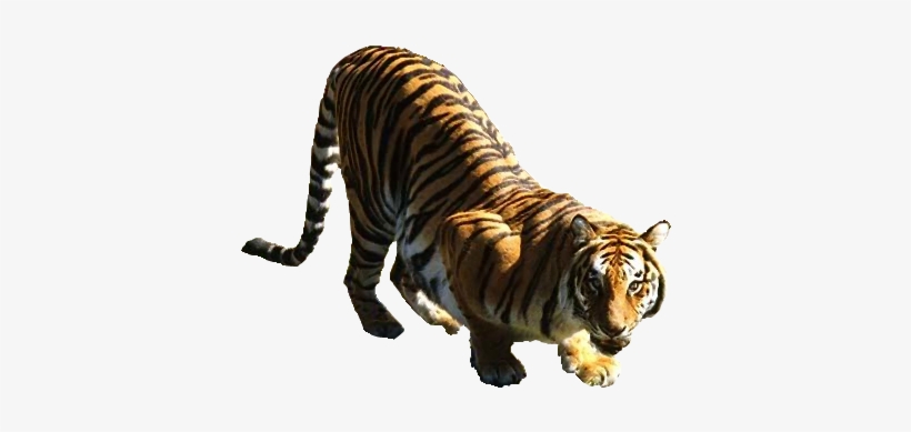 Tiger - Tiger Woods, transparent png download