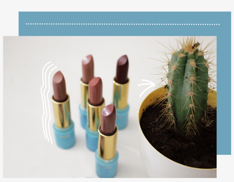 Colour Splash - Hedgehog Cactus, transparent png download