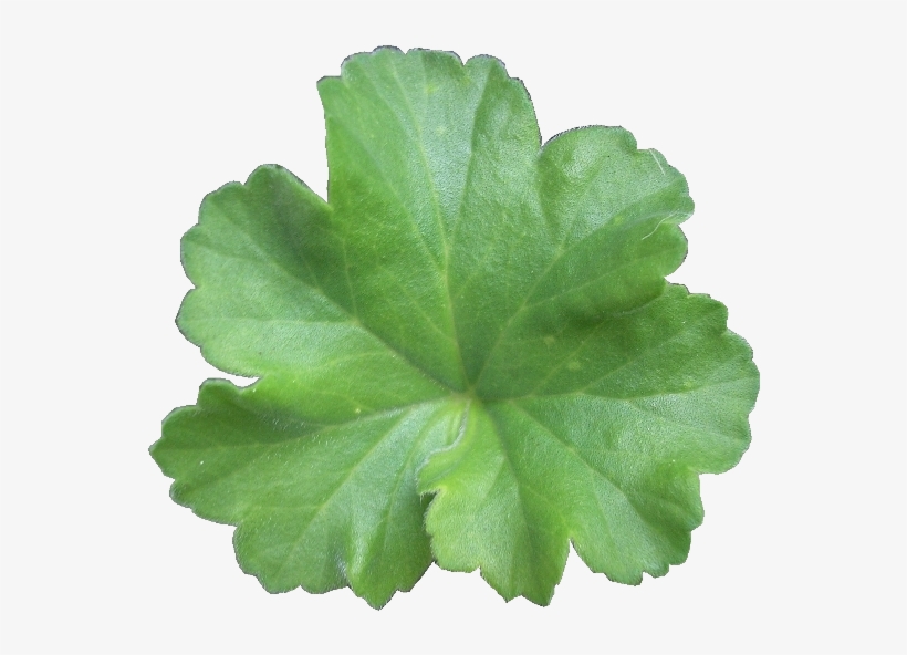 Designs Vintage Clip Art Friday Freebies Butterfly - Clip Art, transparent png download