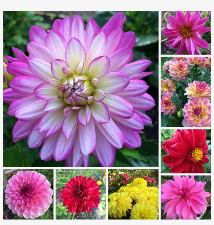 Dahlia Flower Collage - Collage, transparent png download