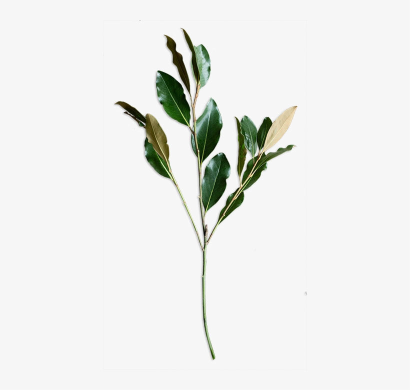 An Online Floral Studio Where You Design And We Deliver - Flower, transparent png download