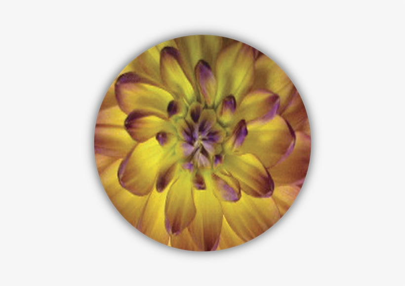 Dahlia Flower - Zinnia, transparent png download