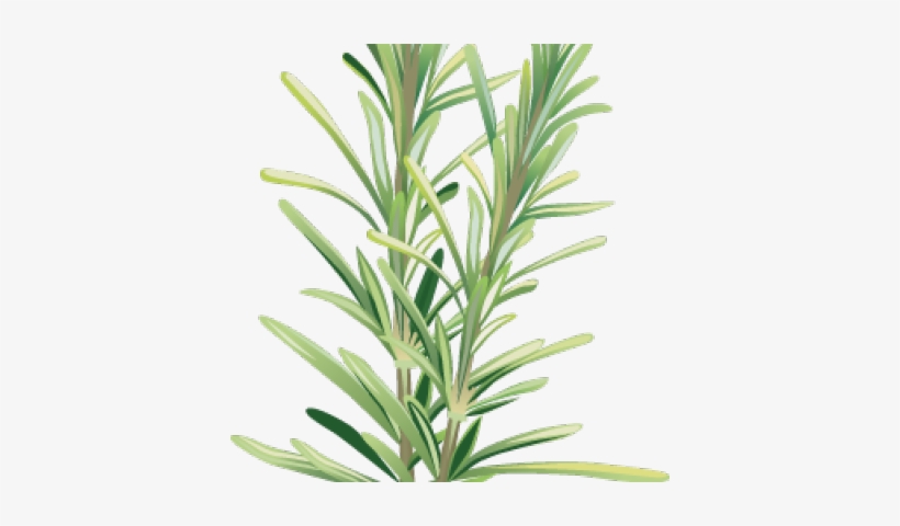 Clip Art Of Spices And Herbs - Rosemary Clipart, transparent png download