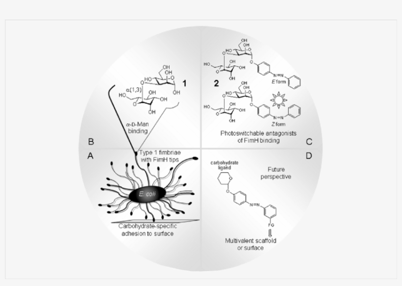 The Α Linked Mannobioside Α D Man D Man 1 (b) Is A - Circle, transparent png download