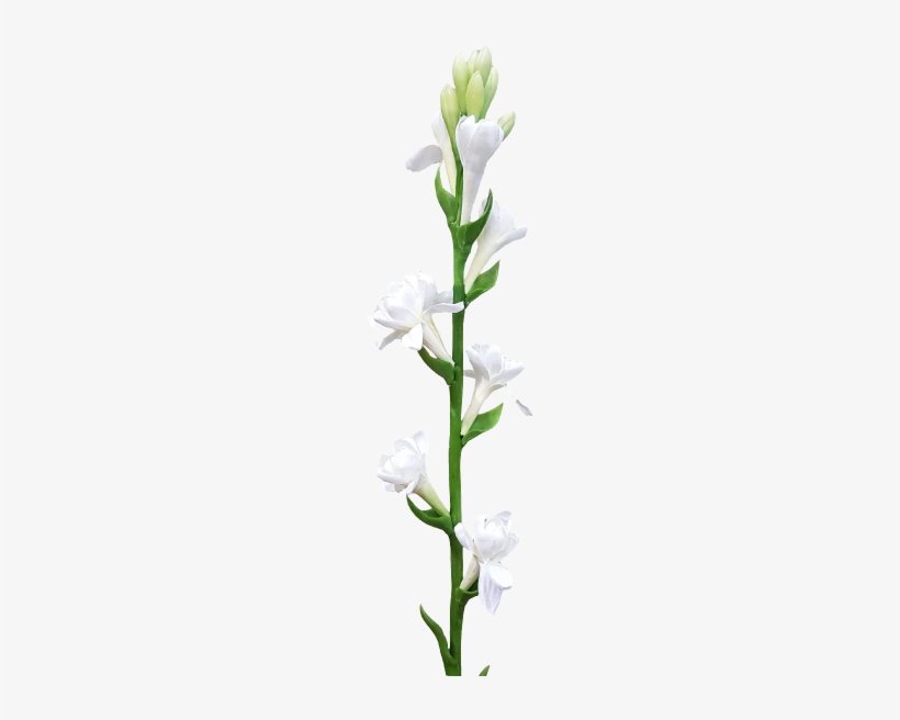 Online Flower Rate In Nashik - Dendrobium, transparent png download