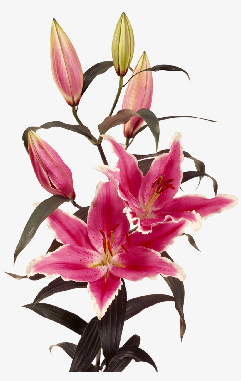 Orientallily Flower Rate Online - Lilium Ravenna, transparent png download