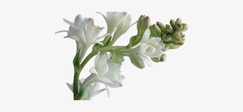 Online Nashik Flower Rate - Beautiful Gladiolus Flower Bulb And Rajanigandha Double, transparent png download