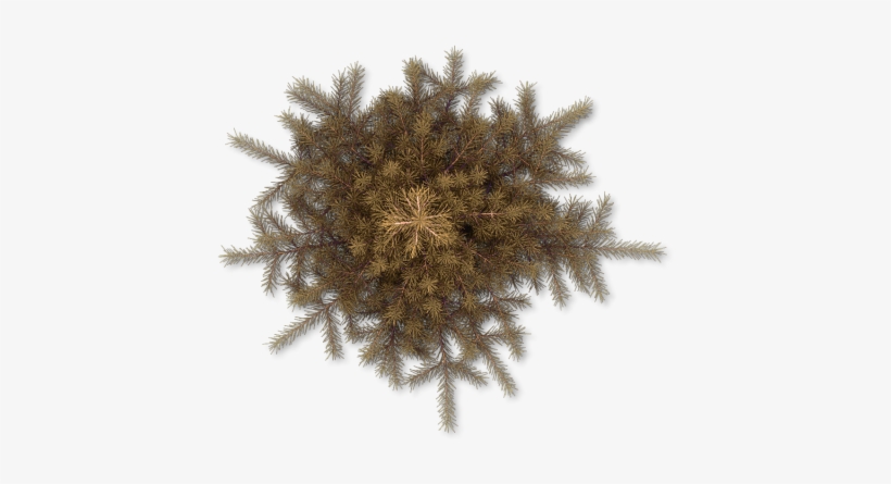 06 Feb 2009 - Pine, transparent png download