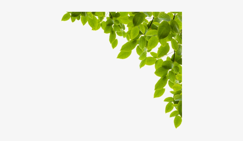 Filtervision - Ginkgo Biloba Leaf Png, transparent png download