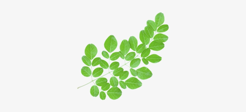 The Leaves Are The Most Nutritious Part Of The Plant, - Au Natural Organics Moringa Oil 3.4 Oz | 100 Ml, transparent png download