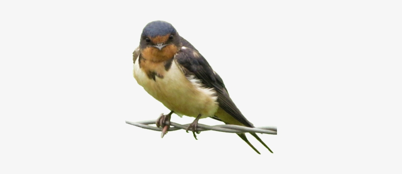 Bird Gard Electronic Bird Repellent Swallow - Swallow Transparent, transparent png download