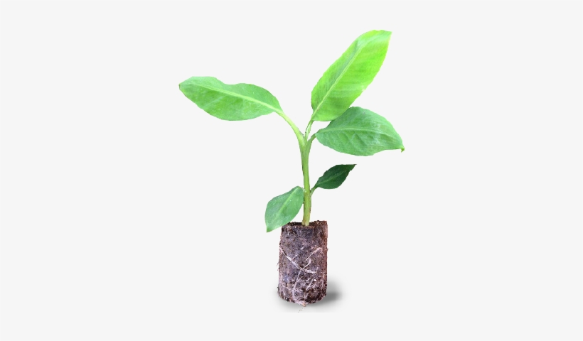 Banana Plant Ellepot - Banana Tissue Culture Png, transparent png download