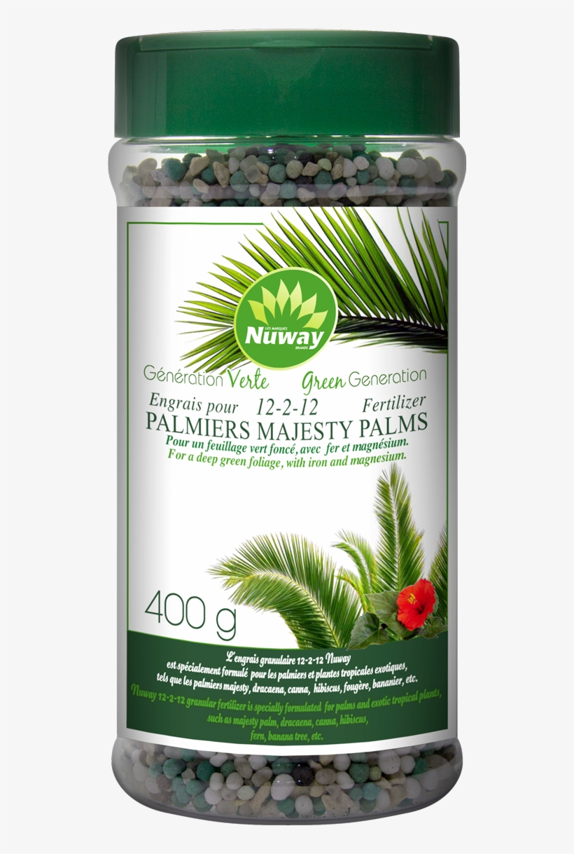 Palmier V Élite - Saw Palmetto, transparent png download