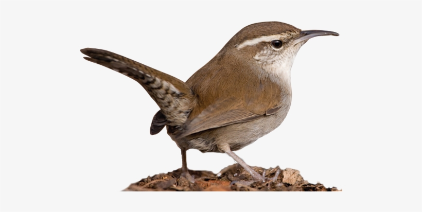 Our Mission Is Simple - Nightingale Bird Png, transparent png download