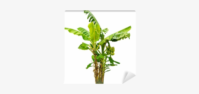 Free Banana Tree Png - Planta De Platano Frutales Fondo Blanco, transparent png download