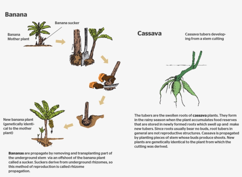 Do Bananas Reproduce, transparent png download