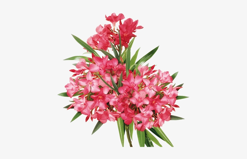 The Oleandro - Bouquet, transparent png download