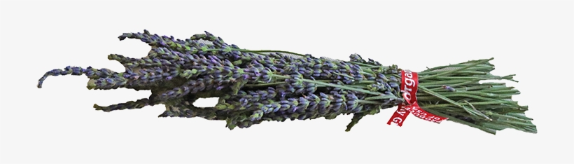 Lavender - Lavandula Dentata, transparent png download