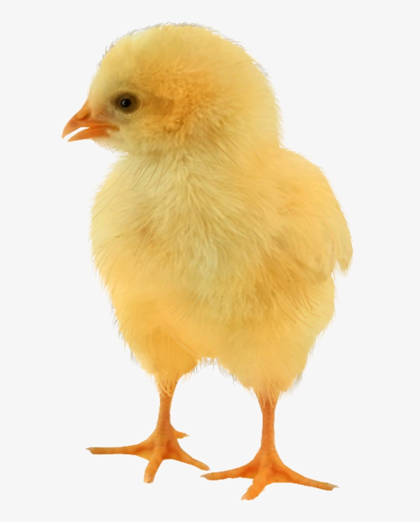 No Comment - Baby Chicken Png, transparent png download