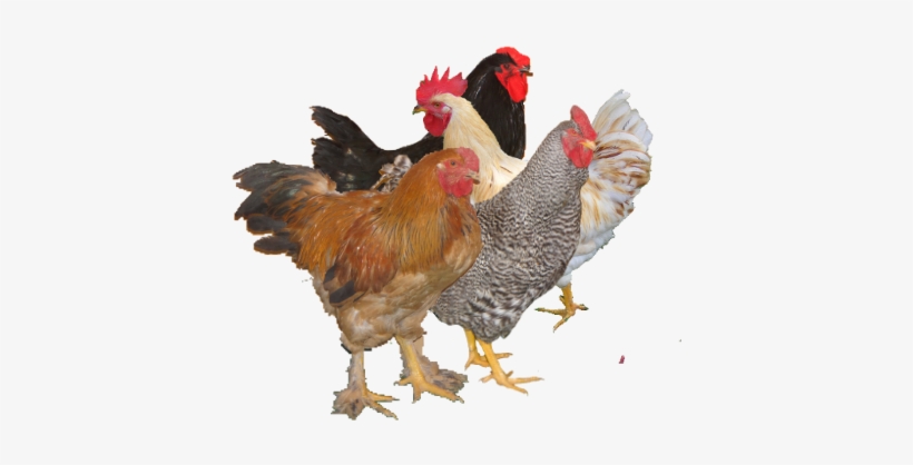 Rooster, transparent png download