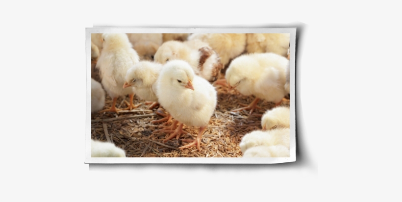 Baby Chicken Fur, transparent png download